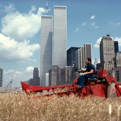 Agnes Denes, "Pole pszenicy – konfrontacja wysypisko śmieci Battery Park, Dolny Manhattan", 1982